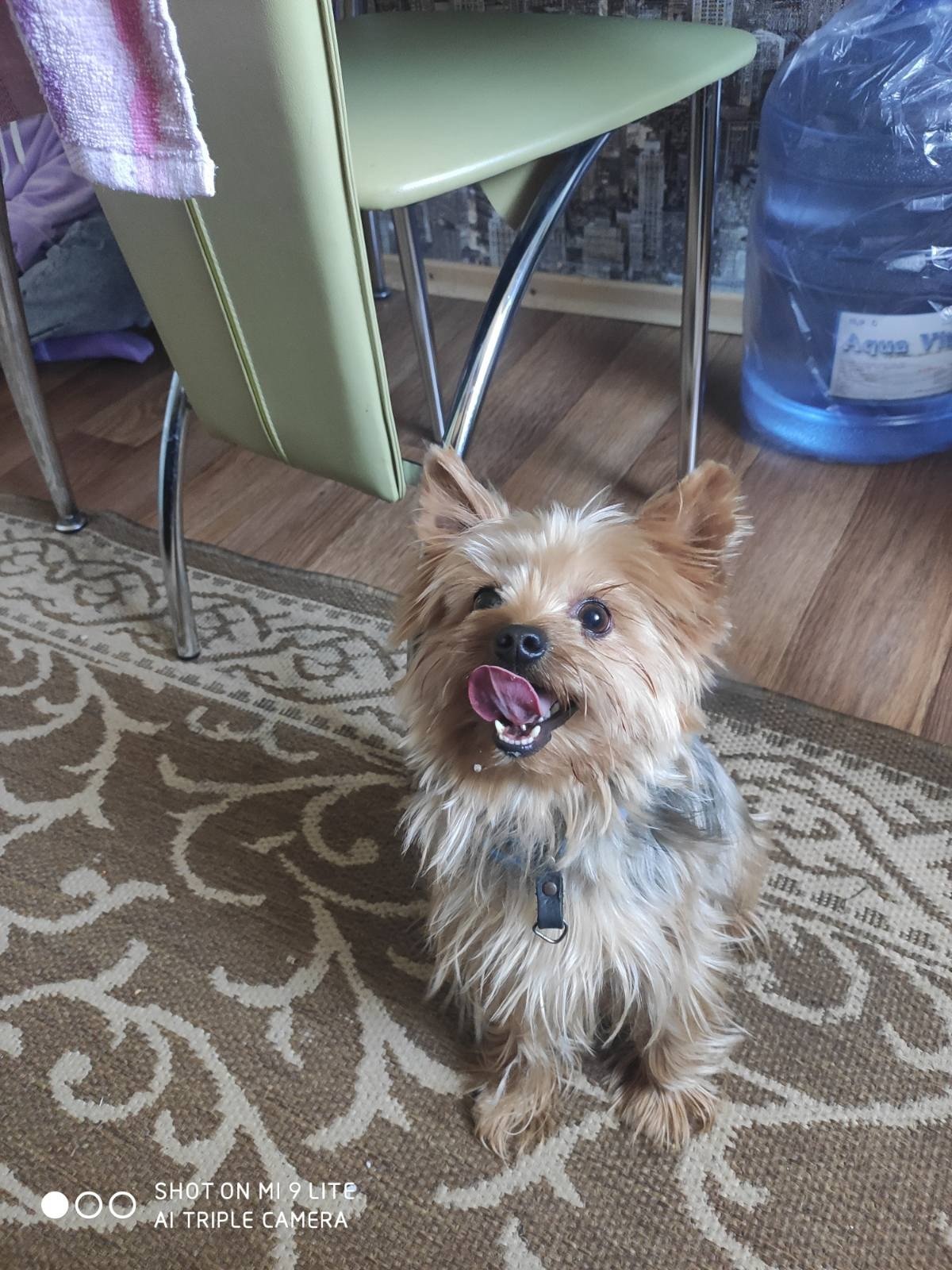 В Днепре пропали животные: помогите найти