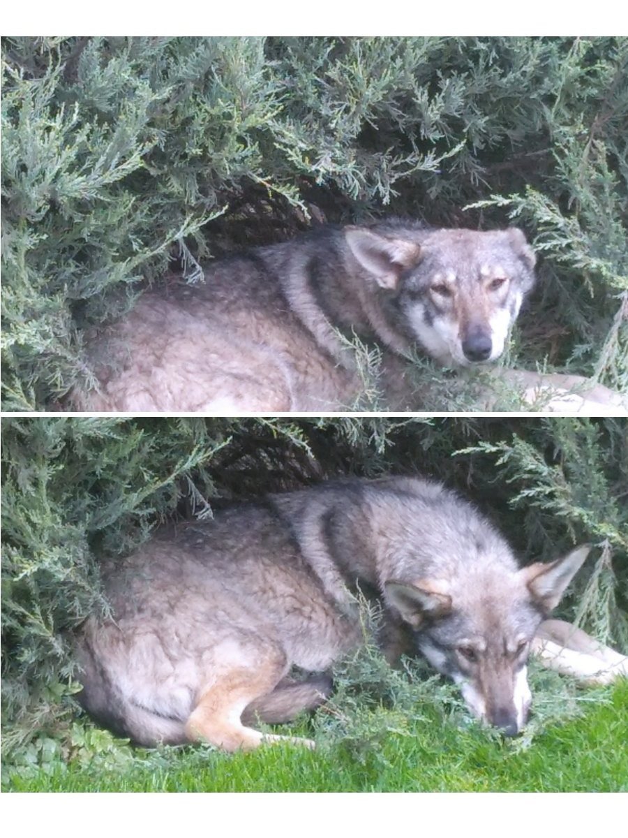 В Днепре пропало много животных: помогите найти 8