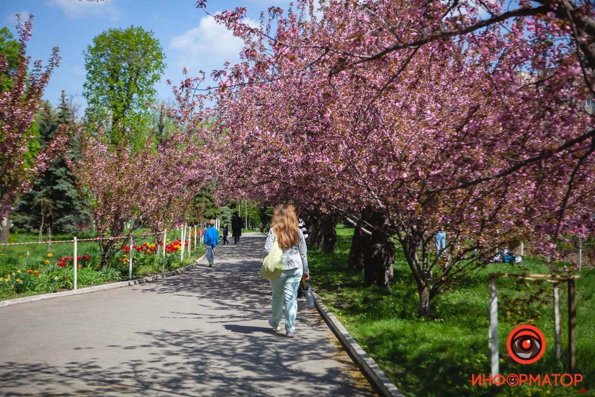 Сакуры только распускаются Сакуры только распускаются
