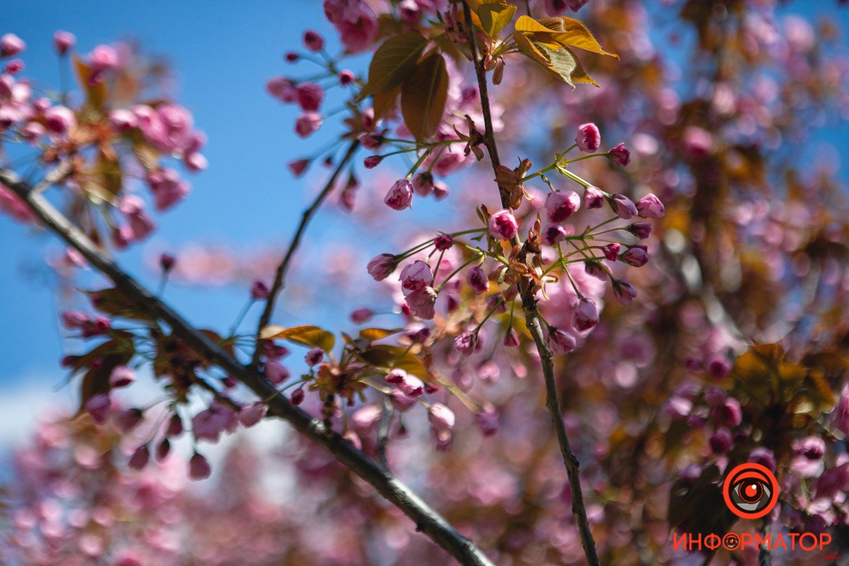 Розовый цвет Розовый цвет