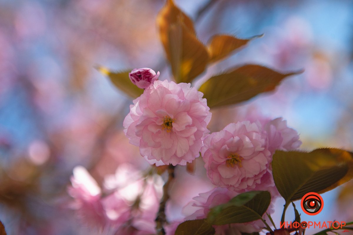 Красота Красота