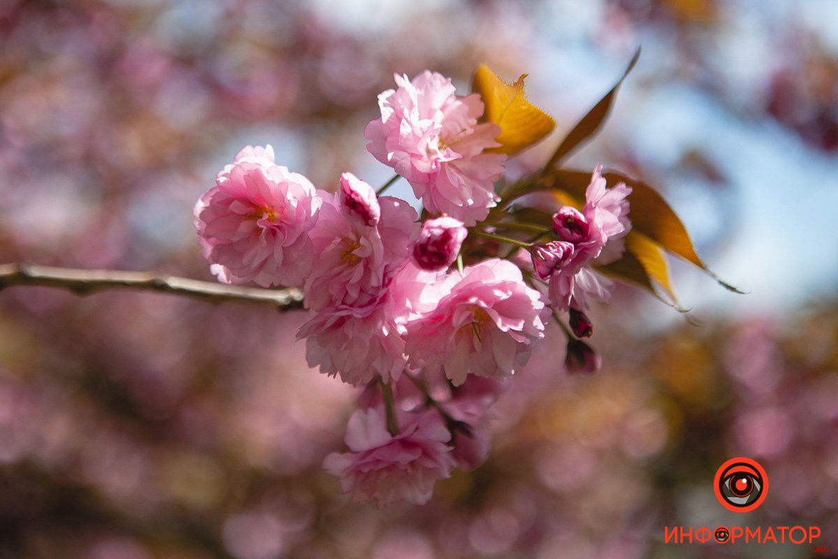 Приходите делать фото Приходите делать фото