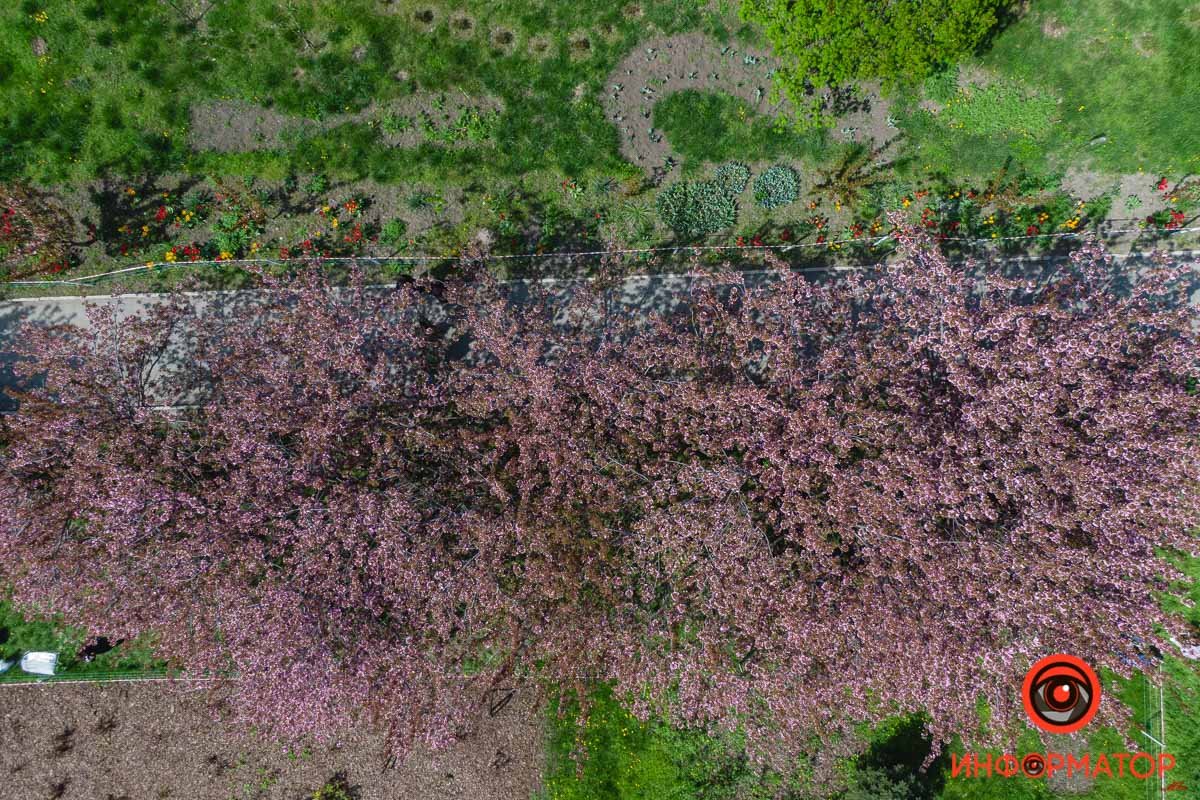 Скоро совсем распустятся Скоро совсем распустятся