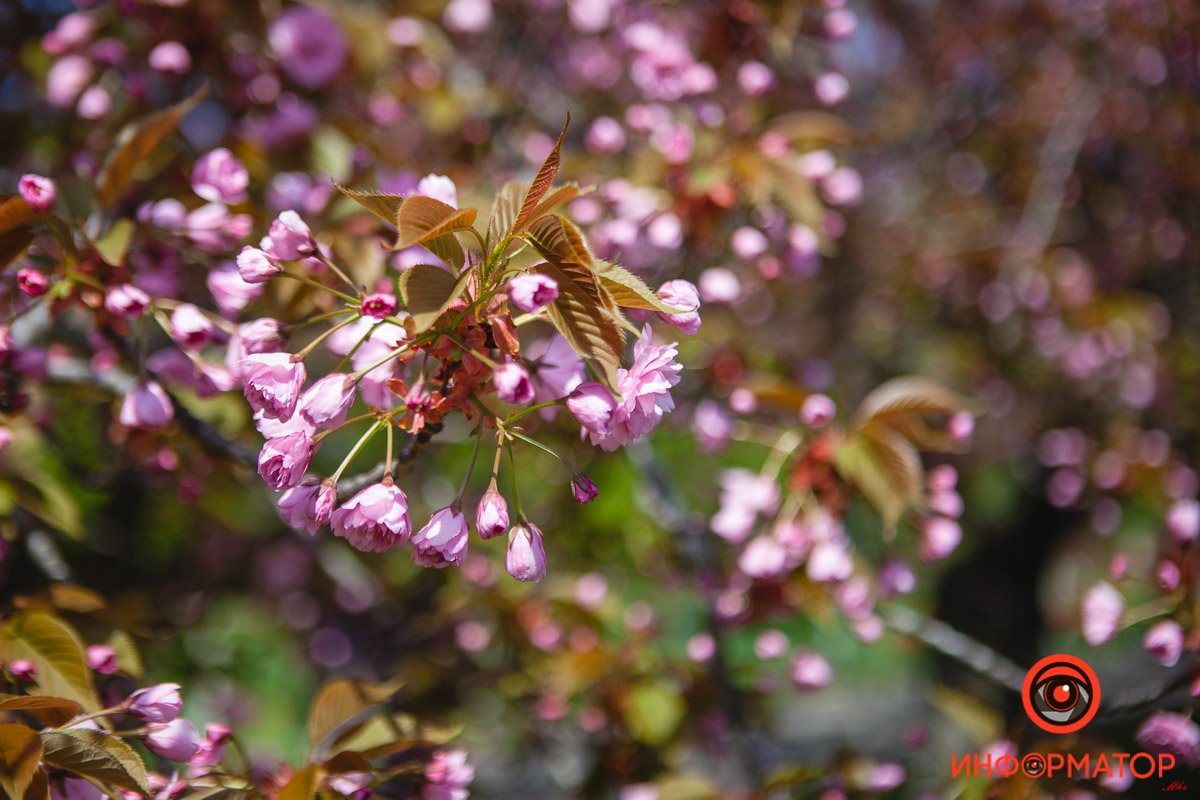 Прекрасная весна Прекрасная весна