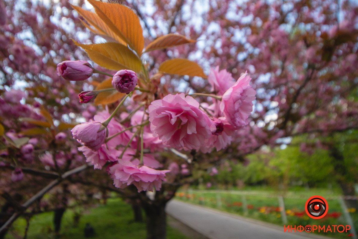 Нежность Нежность