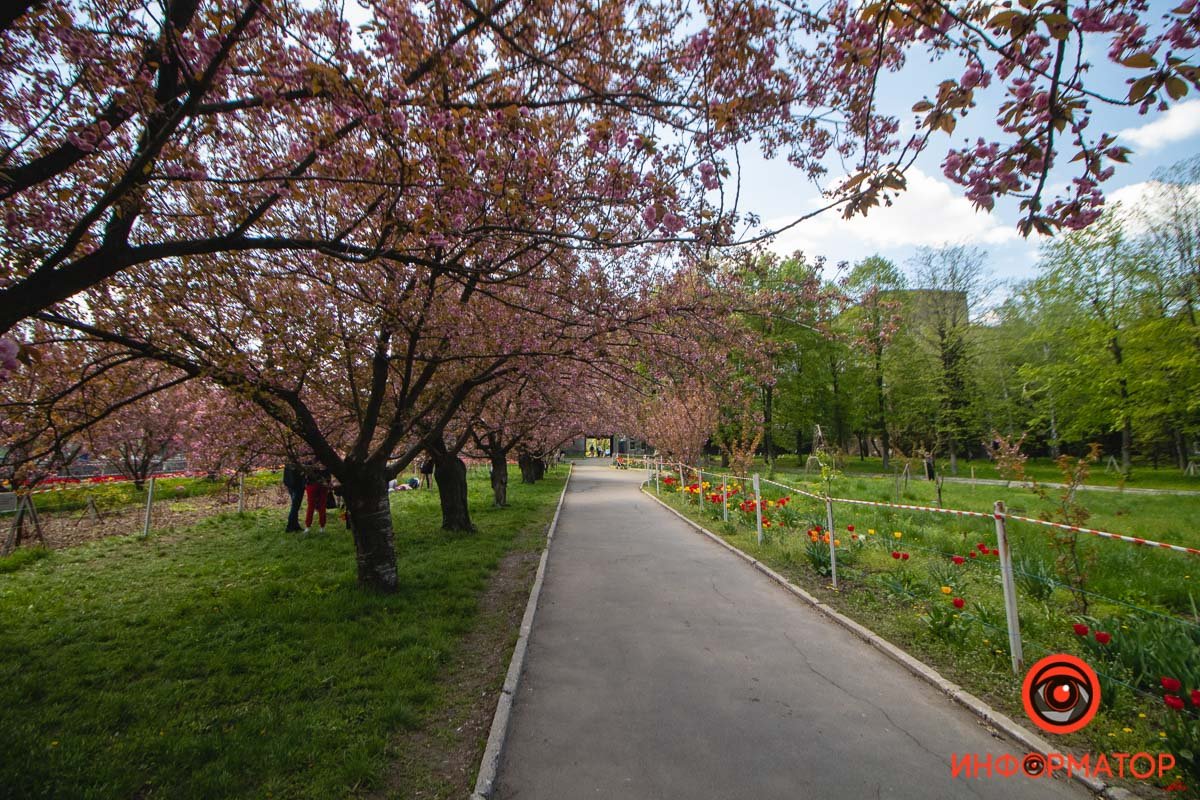 И немного тюльпанов И немного тюльпанов
