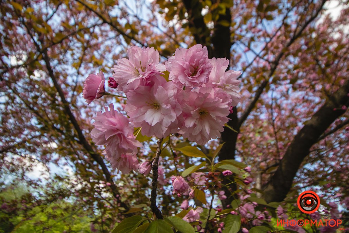Больше цвета  Больше цвета