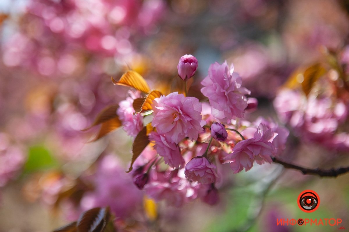 Чудеса весны  Чудеса весны
