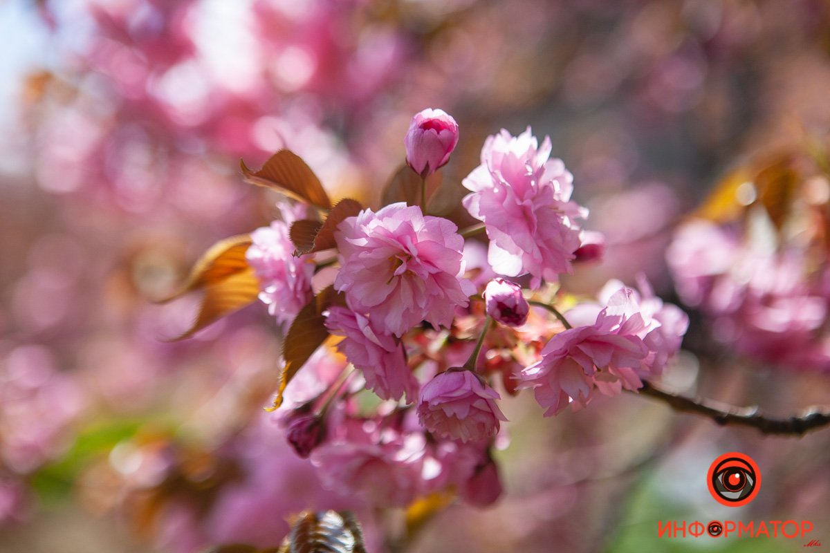 Вспыхнули нежностью Вспыхнули нежностью