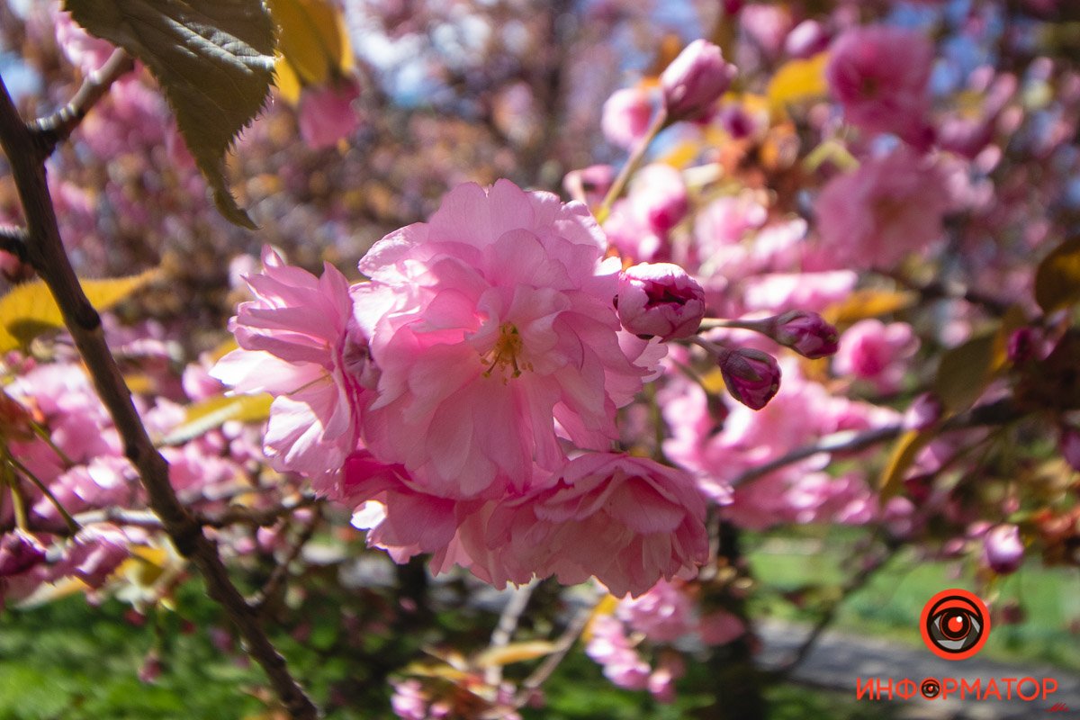 Освободите вечер для сакур  Освободите вечер для сакур
