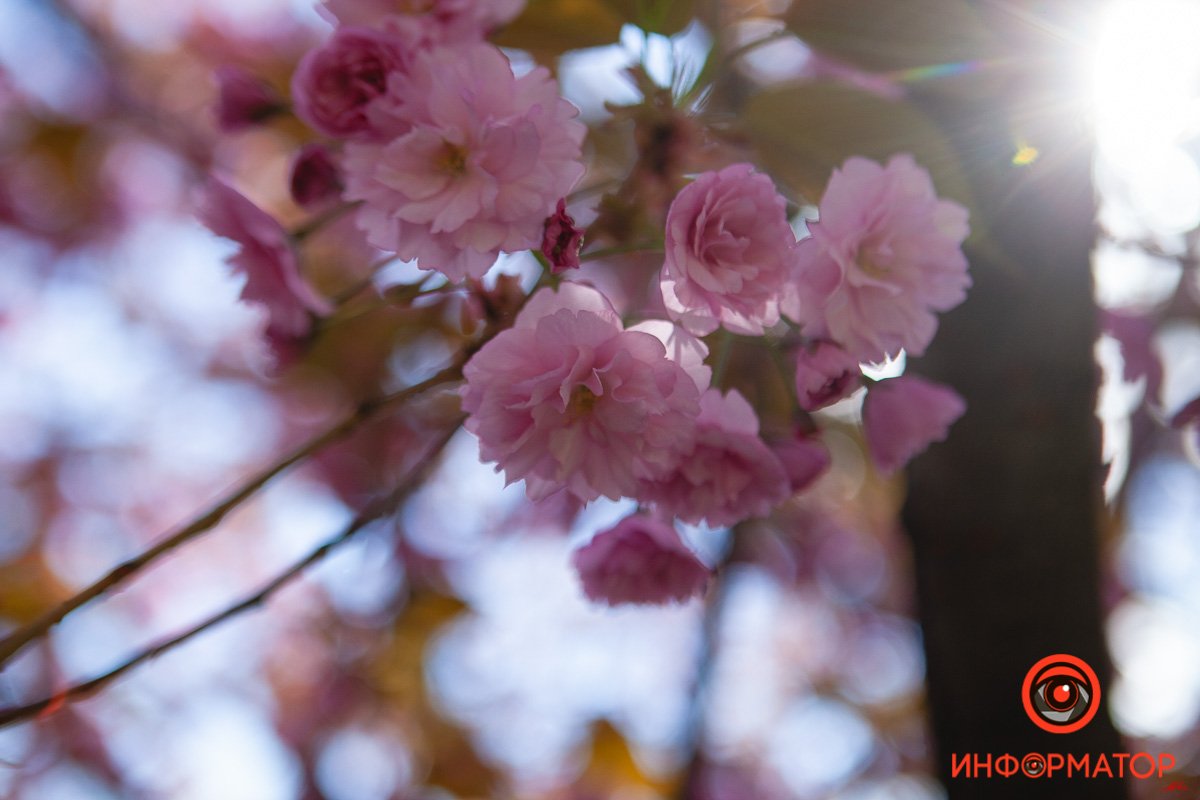 Солнышко Солнышко