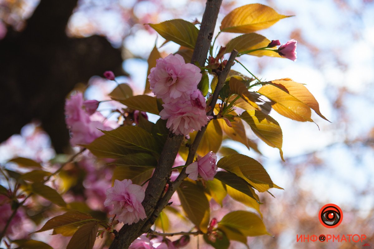 Только не срывайте Только не срывайте