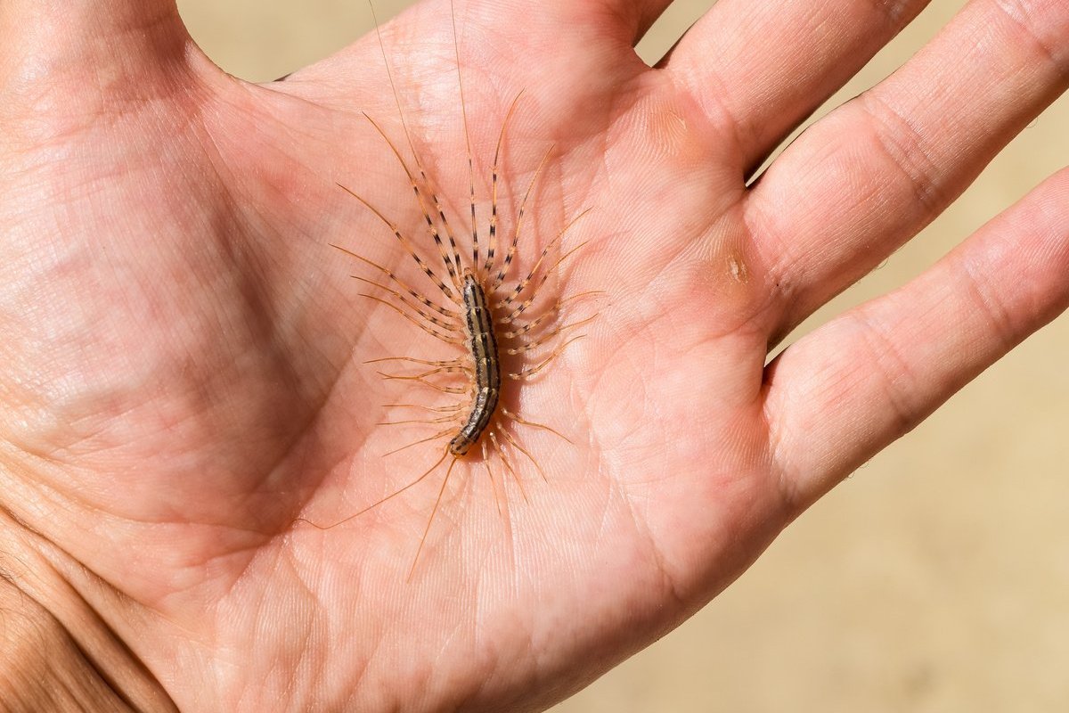 В Днепропетровской области в дом заползла сколопендра: опасность и штраф за убийство 3