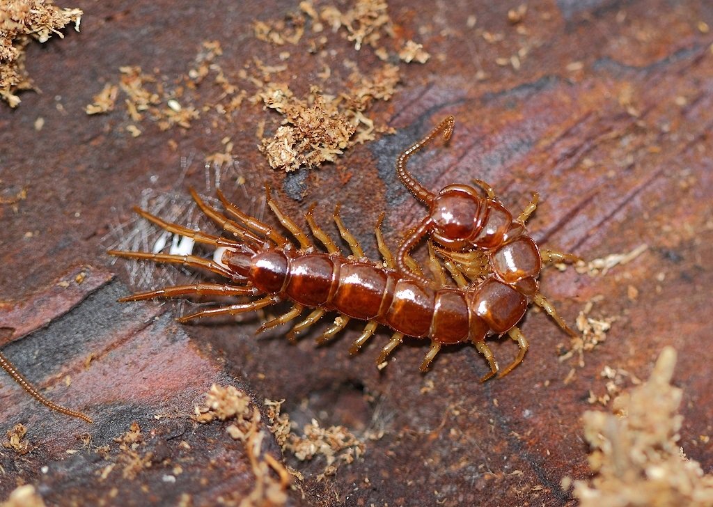 В Днепропетровской области в дом заползла сколопендра: опасность и штраф за убийство 4