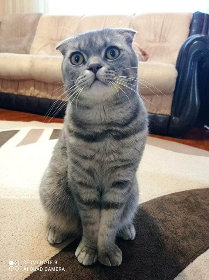 Украли кота