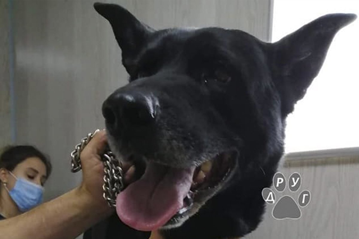 Джангар нуждается в помощи