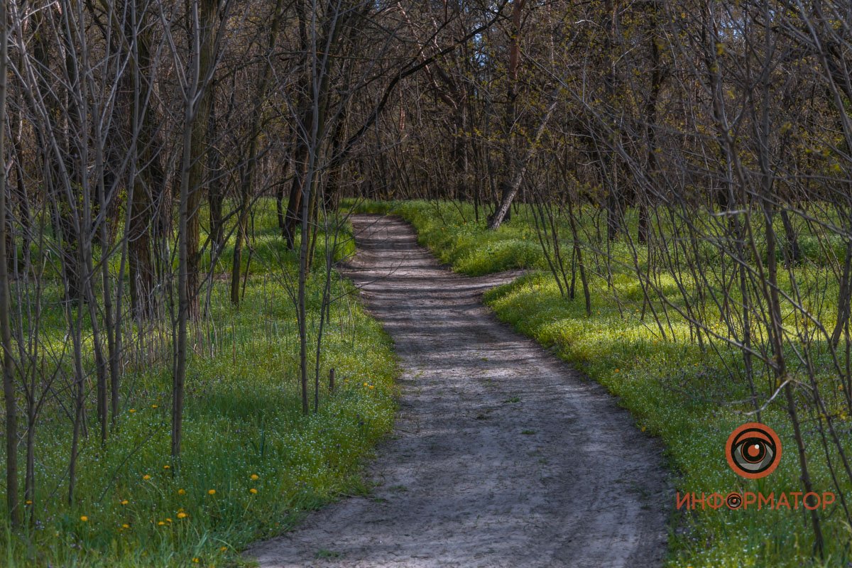 Все зеленеет Все зеленеет
