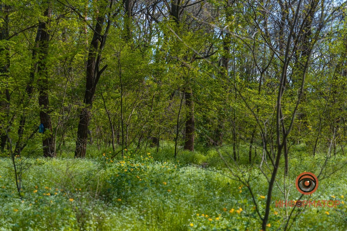 Лес получил статус заповедной зоны Лес получил статус заповедной зоны