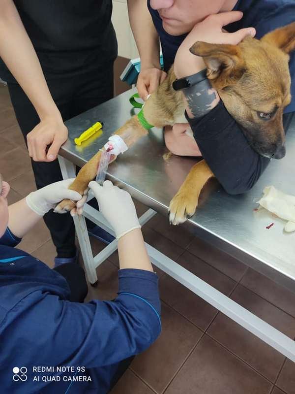 Процент смертности среди заболевших высок, но шансы есть Процент смертности среди заболевших высок, но шансы есть