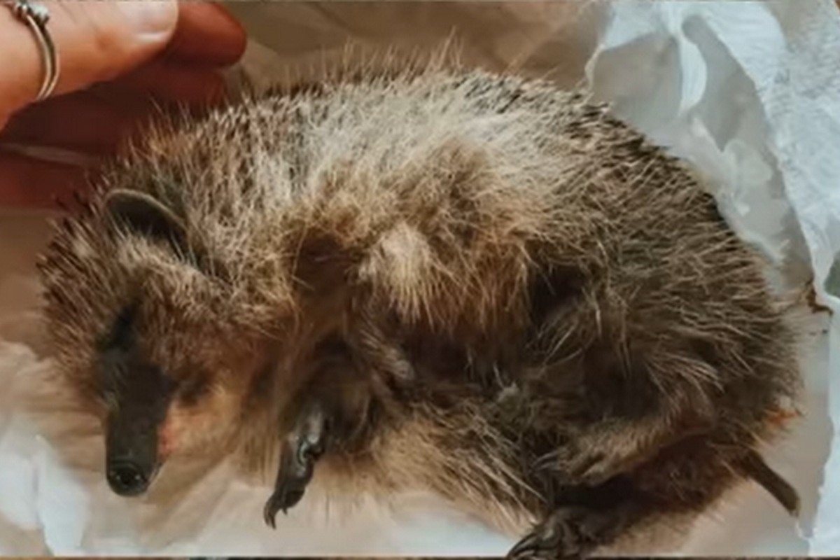 Он был активным в первый день, но потом что-то пошло не так Он был активным в первый день, но потом что-то пошло не так