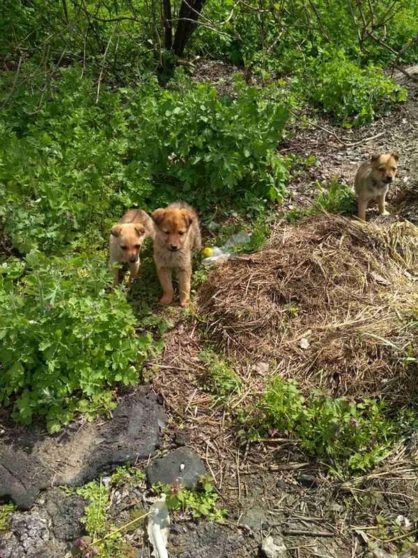 Для того, чтобы щенят взяли в приют, необходима вакцинация Для того, чтобы щенят взяли в приют, необходима вакцинация