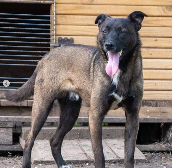 Два овчарика ищут семью