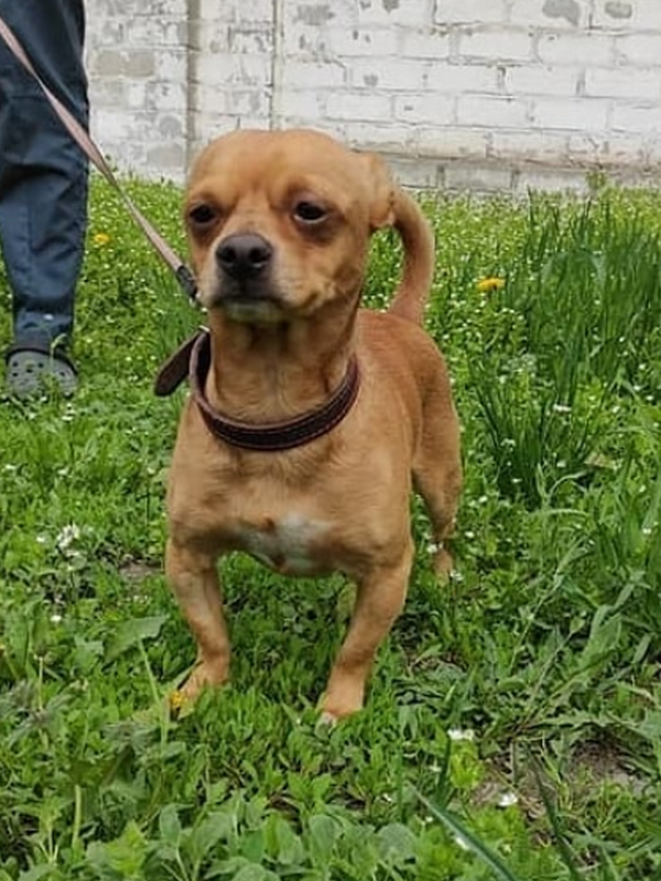 Храбрый малыш