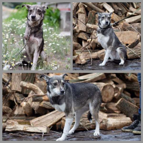 Кали пока не доверяет людям, но у каждого любящего хозяина есть шанс стать ее человеком