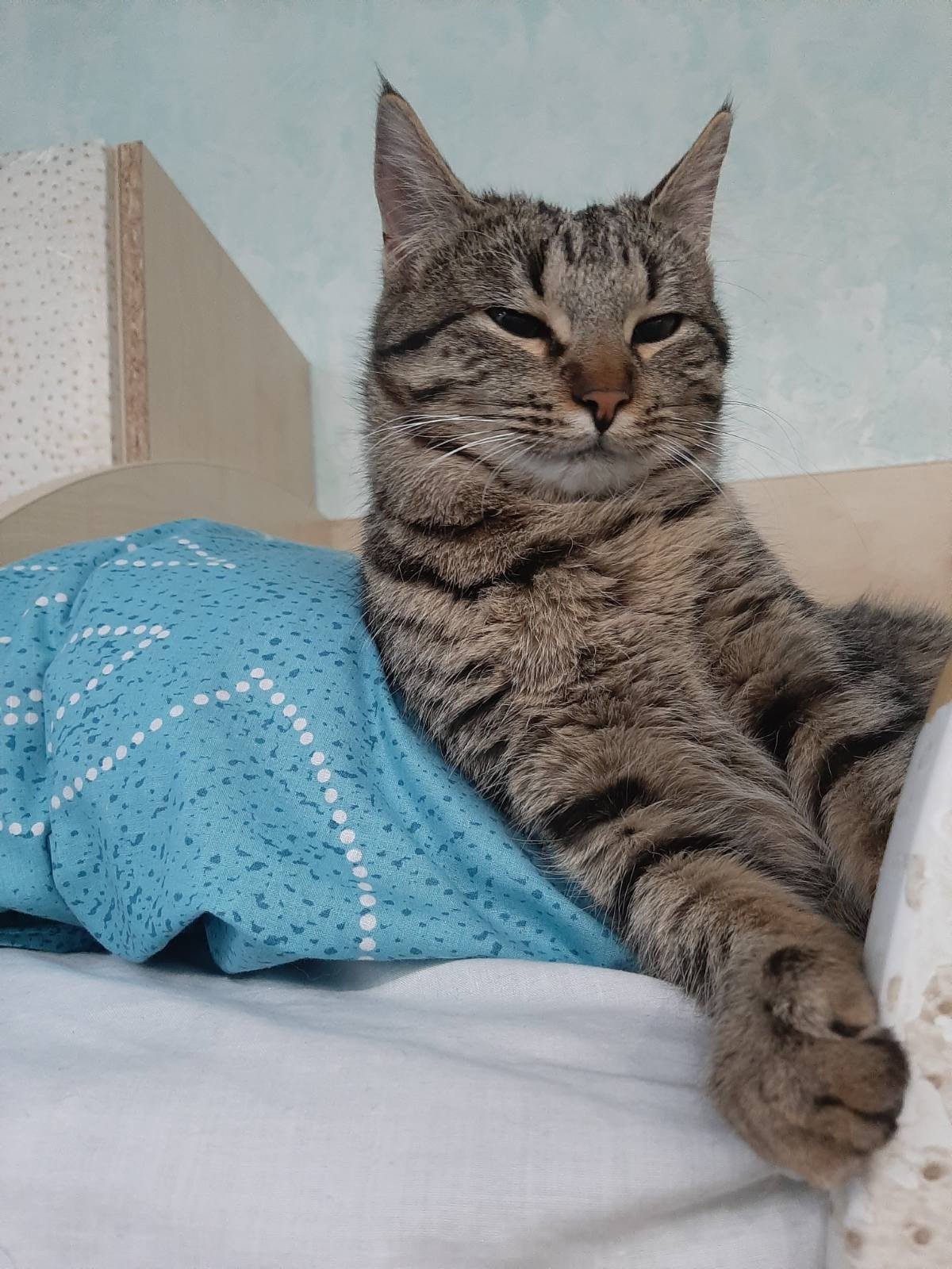 В Днепре пропало много животных: помогите найти 4