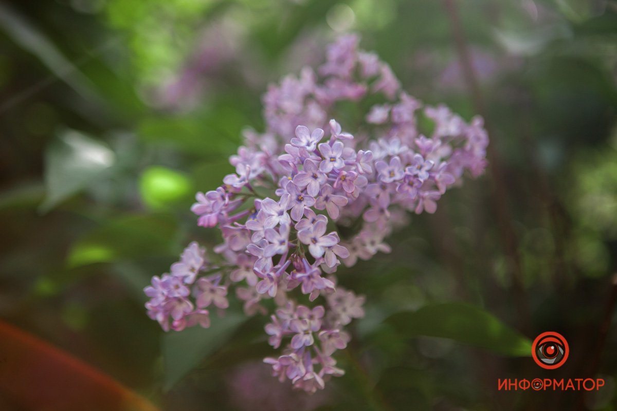 Цветет и пахнет Цветет и пахнет