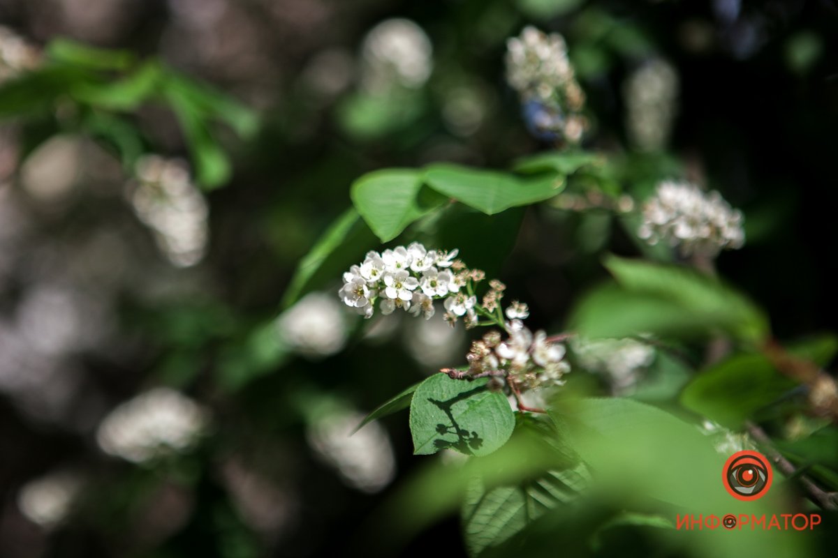 Все в белых цветочках Все в белых цветочках