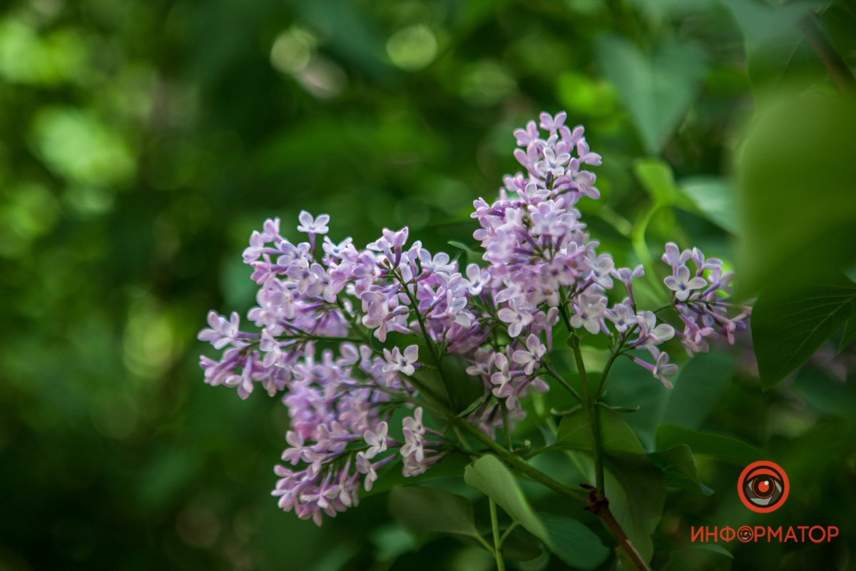 Сирень лавандового цвета Сирень лавандового цвета