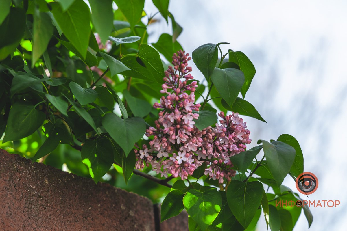 Словно елочка Словно елочка