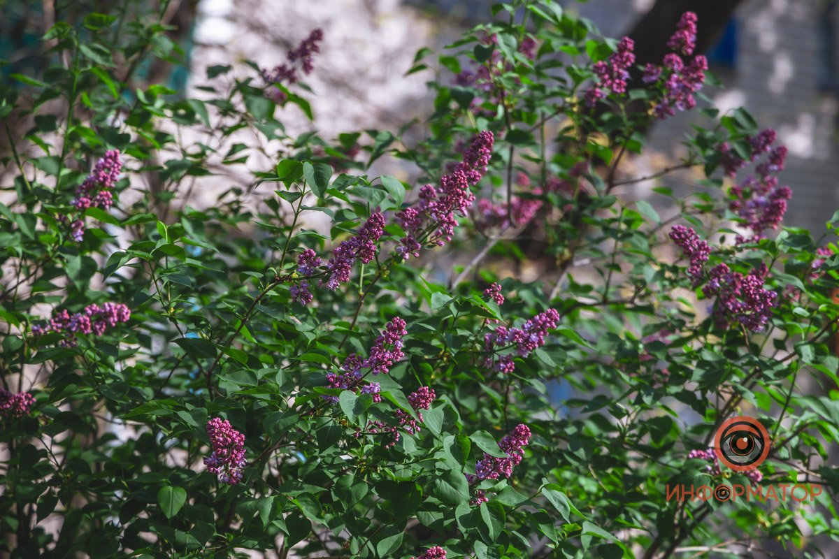 Словно собираются взлетать Словно собираются взлетать