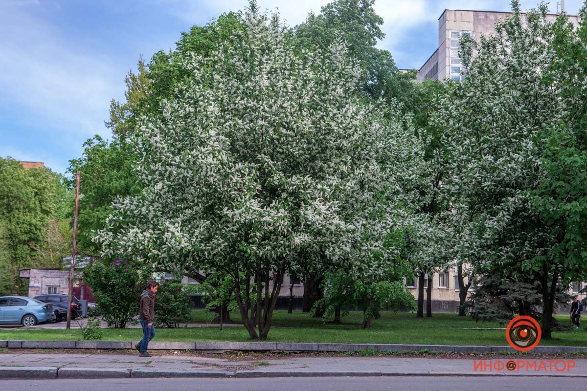 Все в белых пятнах Все в белых пятнах