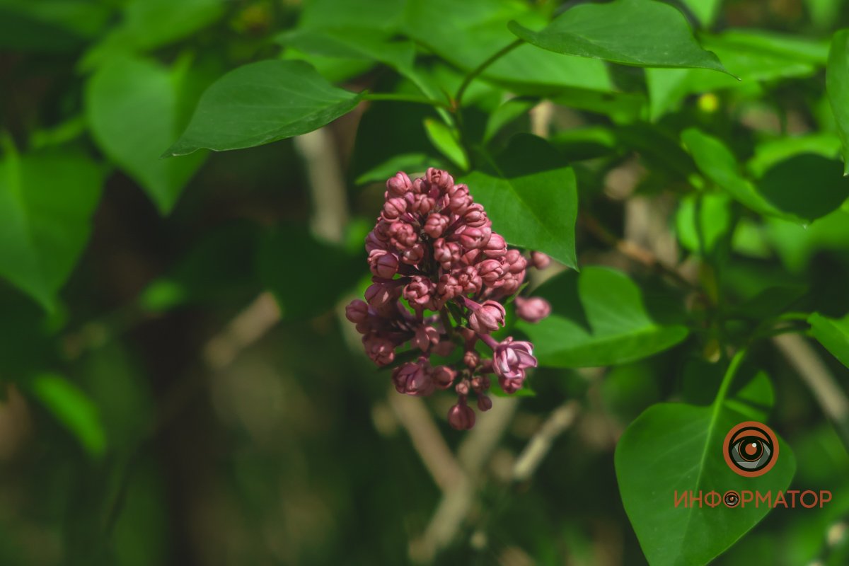 Напряглись Напряглись