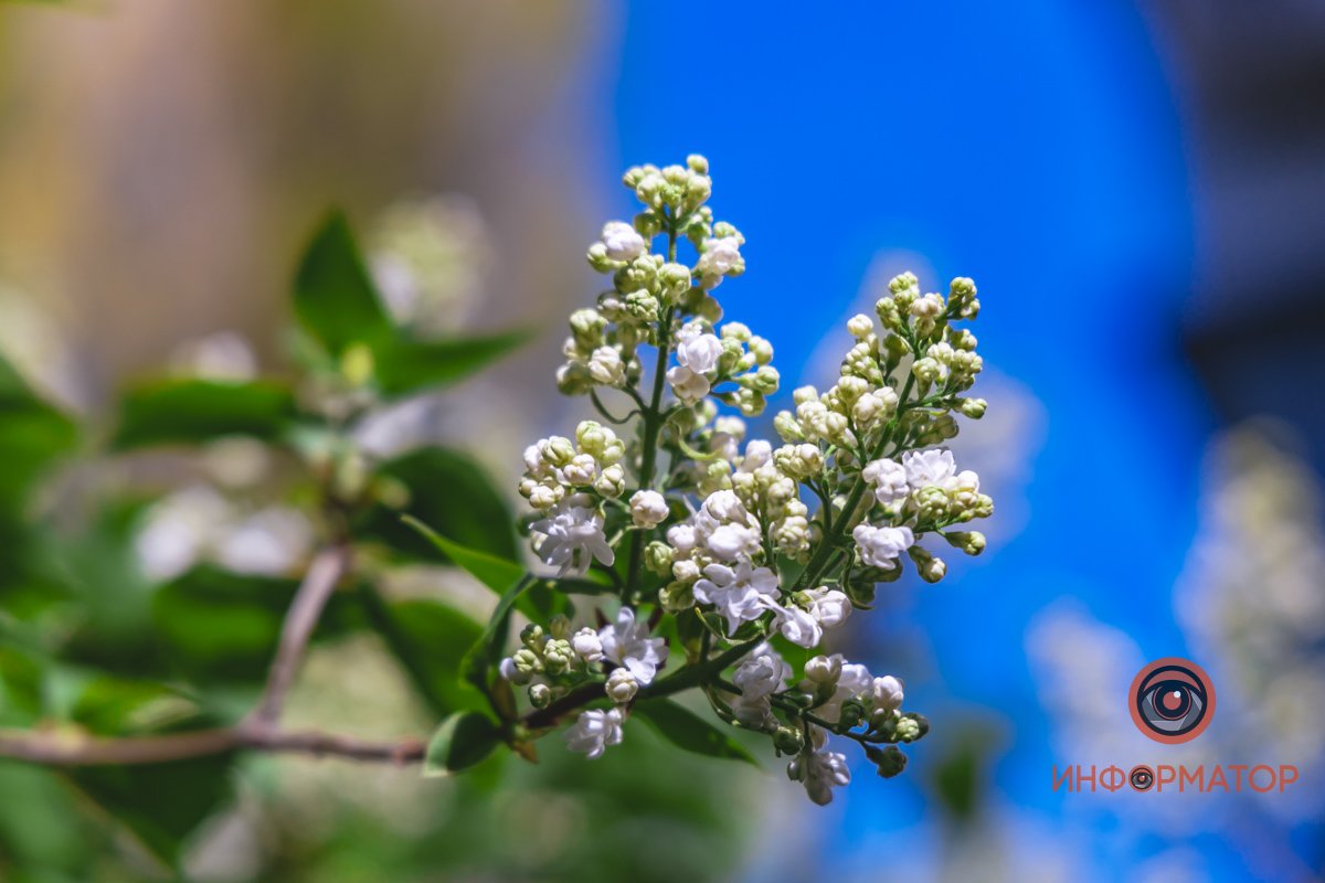 Белая сирень Белая сирень