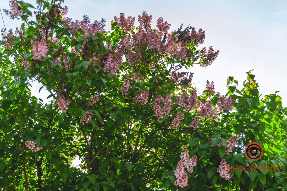 Весна старается Весна старается