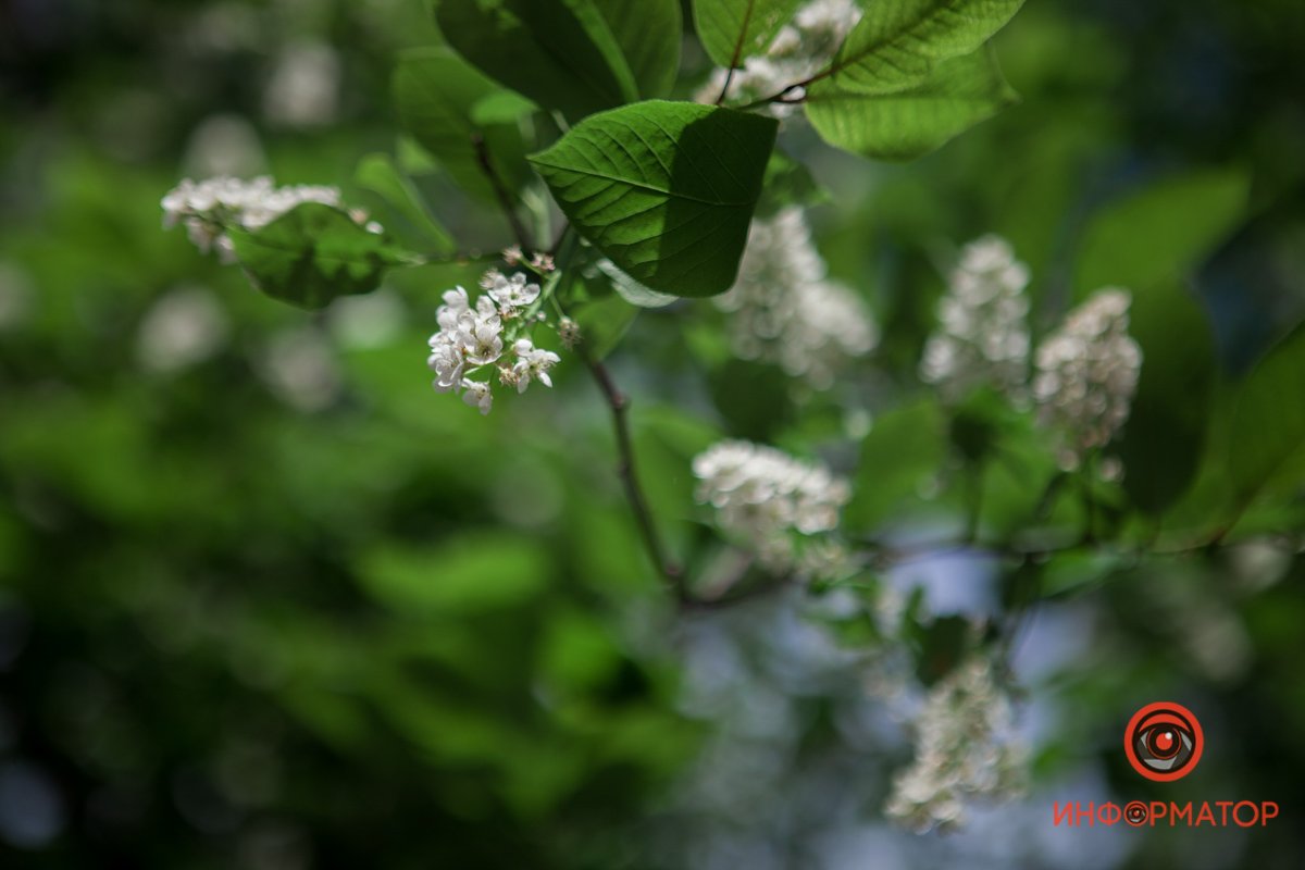 Машет вам листочком Машет вам листочком