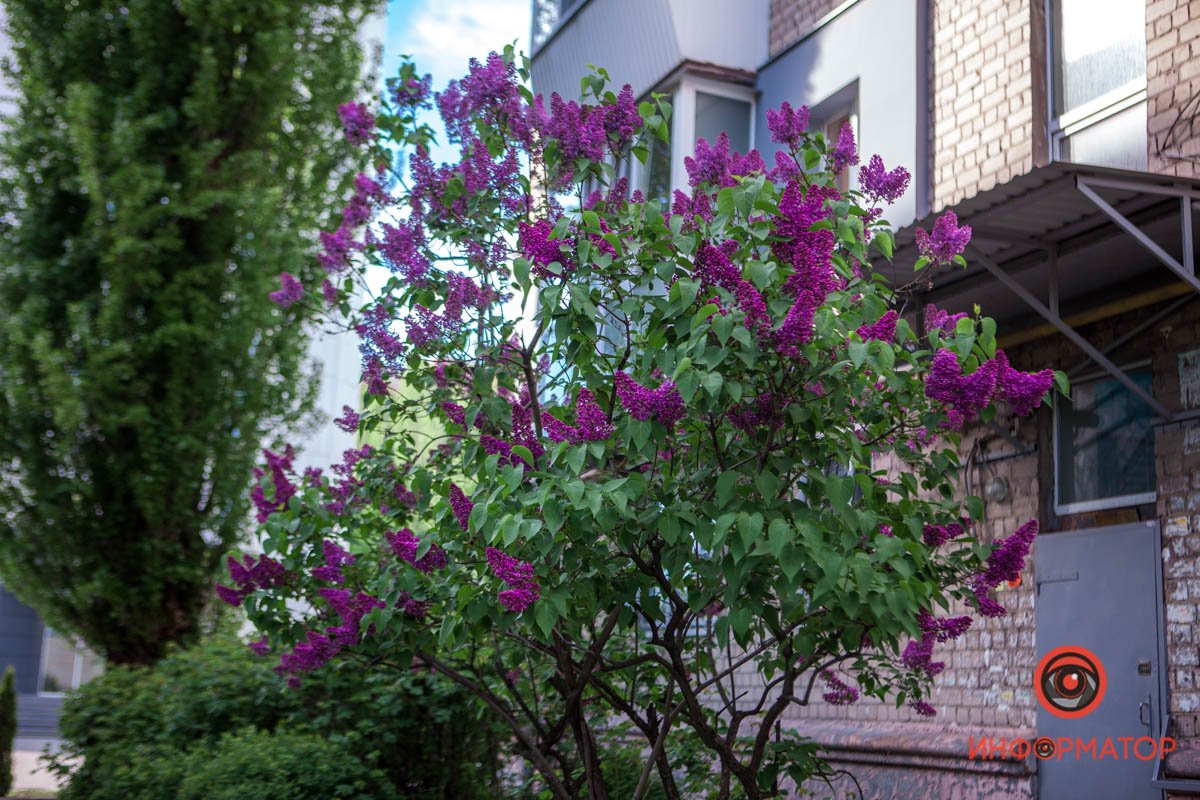 Скоро появятся пчелки Скоро появятся пчелки