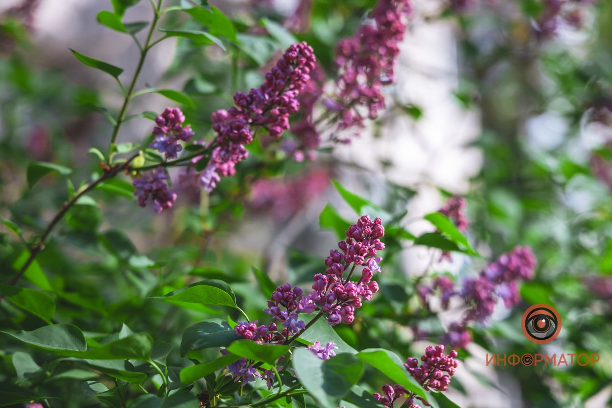 Мини-кулачки Мини-кулачки