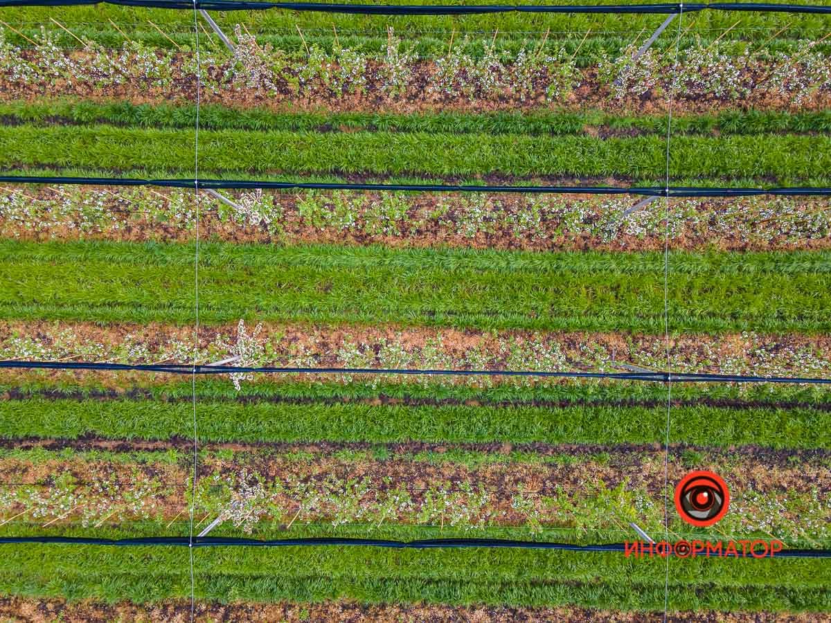 Мы приехали в место с красноречивым названием "Сады Днепра" в Подгородном Мы приехали в место с красноречивым названием "Сады Днепра" в Подгородном