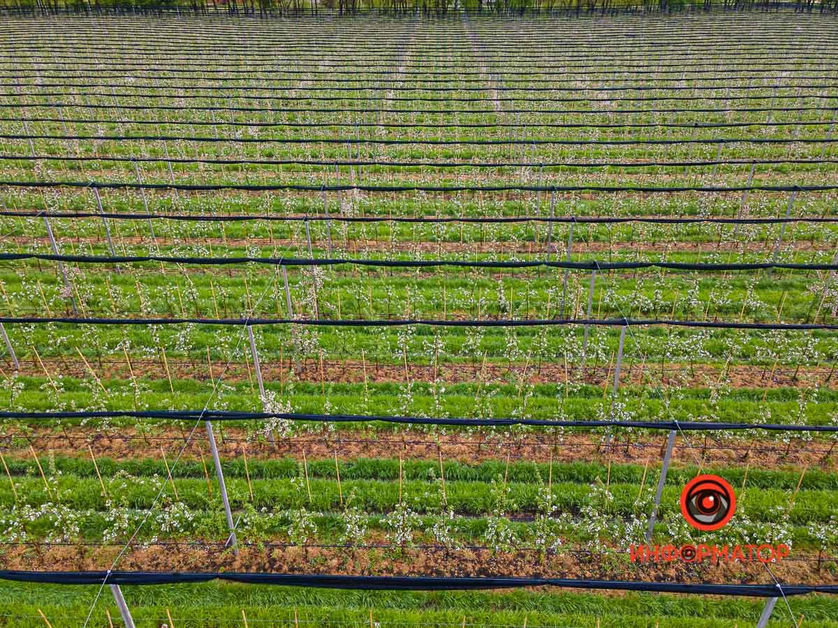 С 2016 года там выращивают, собирают и продают яблоки С 2016 года там выращивают, собирают и продают яблоки