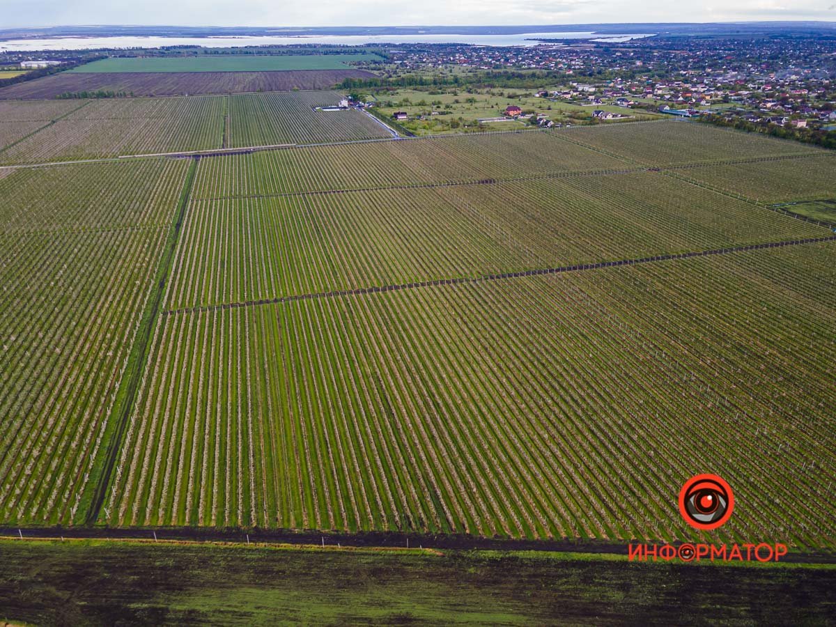 Огромная территория, засаженная яблонями, чьи цветы только распустились Огромная территория, засаженная яблонями, чьи цветы только распустились