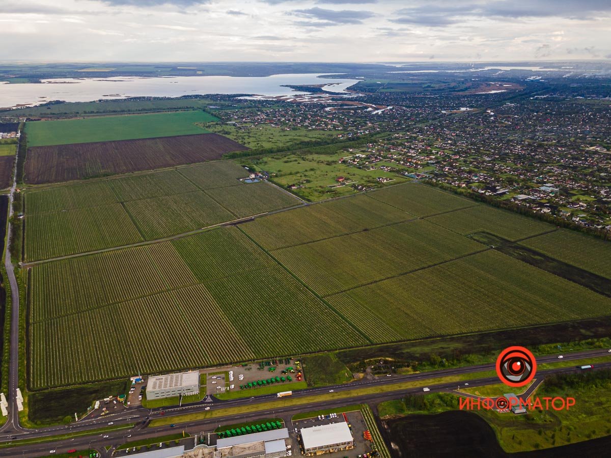 Ветер срывает белоснежные лепестки и разносит их по земле Ветер срывает белоснежные лепестки и разносит их по земле