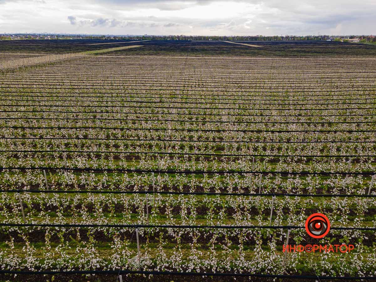 Не хватает только речки и барашков, щиплющих травку Не хватает только речки и барашков, щиплющих травку