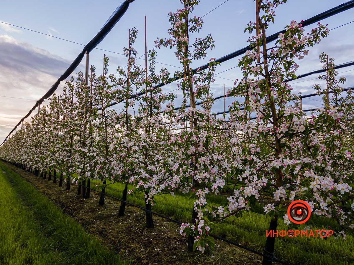 Весна прекрасна Весна прекрасна