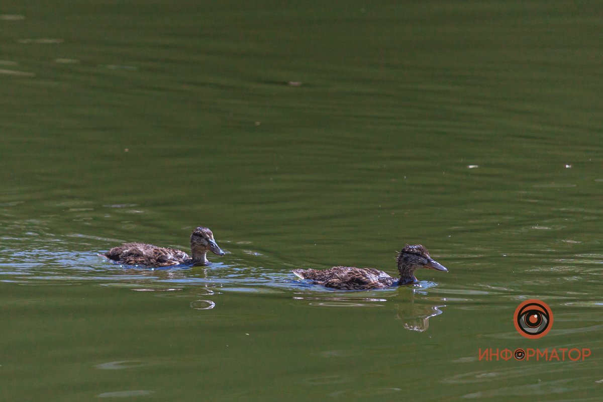 В парке Глобы