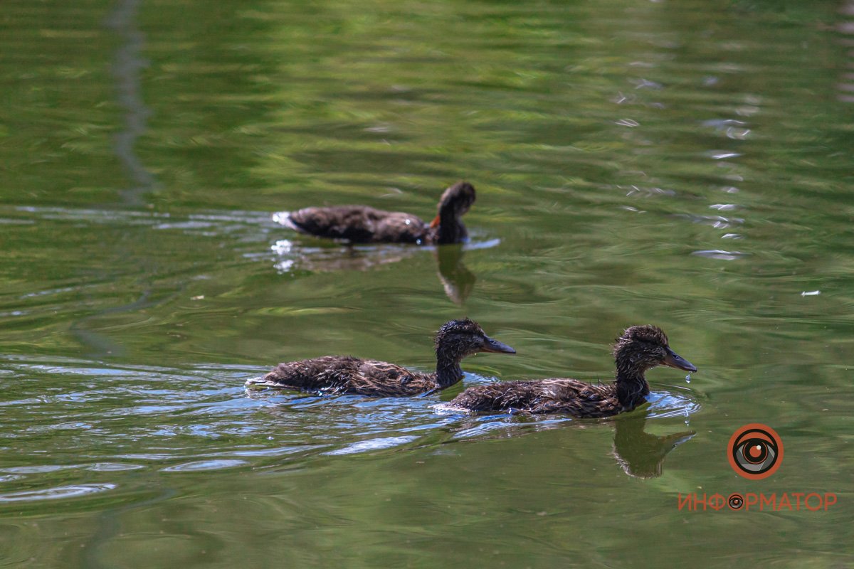 Красавчики