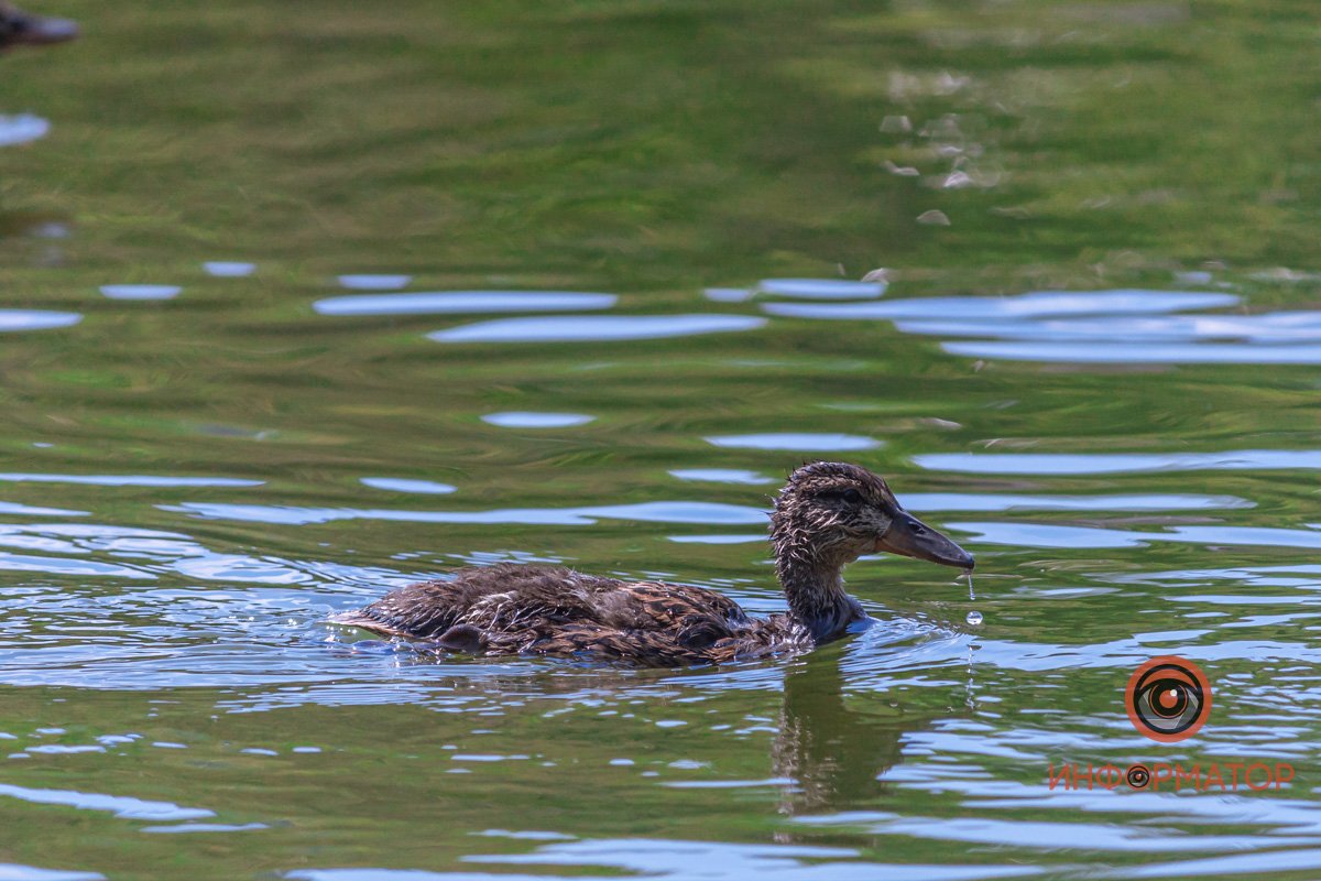 Уток нельзя кормить хлебом